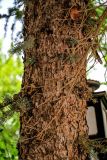 Picea meyeri. Часть ствола. Китай, пров. Ганьсу, г. Чжанъе, в культуре. 03.06.2025.