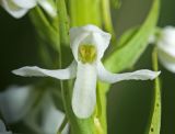 Tulotis hologlottis
