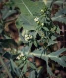 Galium humifusum