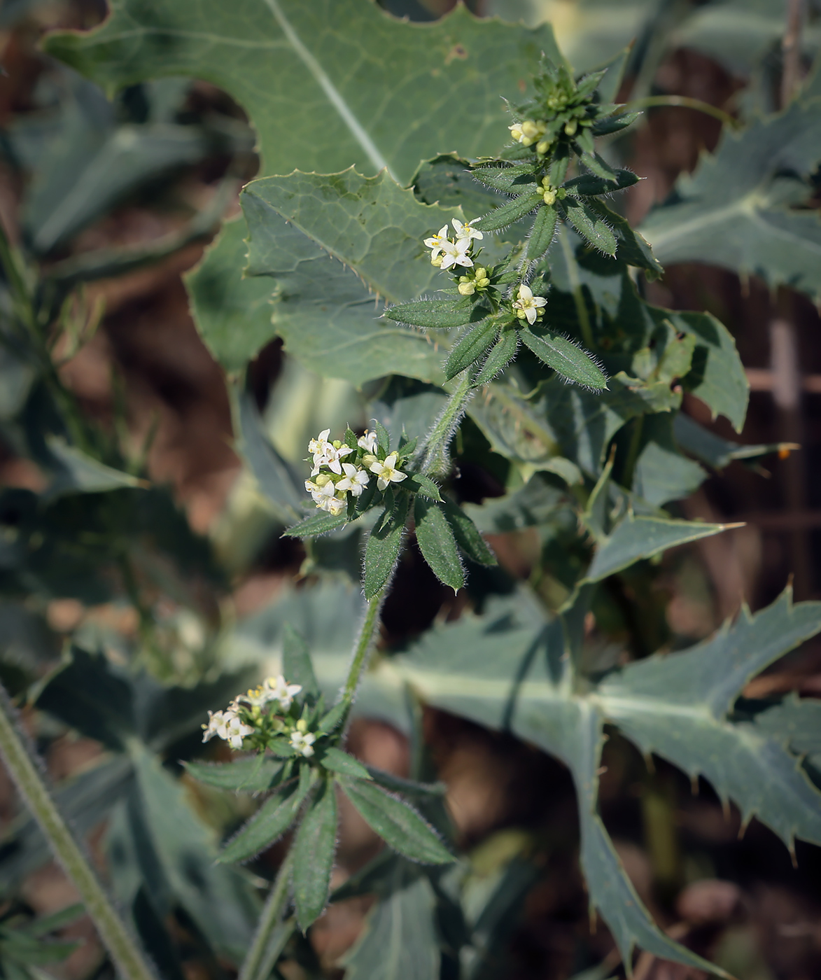 Image of Galium humifusum specimen.