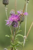 Centaurea scabiosa