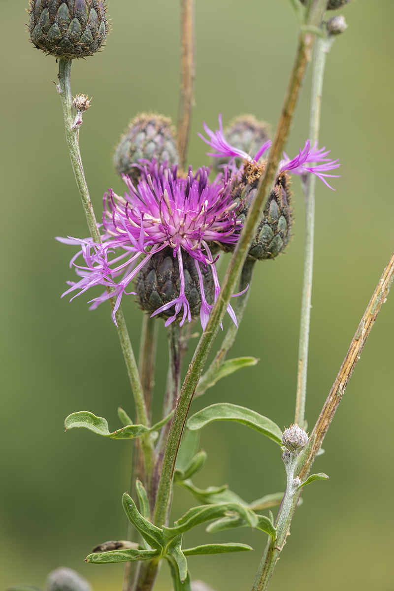 Image of Centaurea scabiosa specimen.