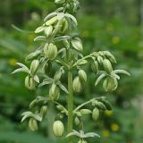 Cannabis sativa var. spontanea