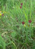 Dianthus pontederae. Цветущие растения. Венгрия, окр. Будапешта, Будайские горы. 27.04.2010.