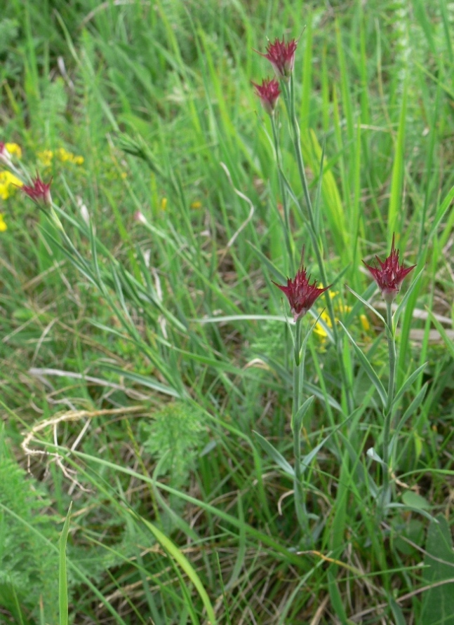 Изображение особи Dianthus pontederae.