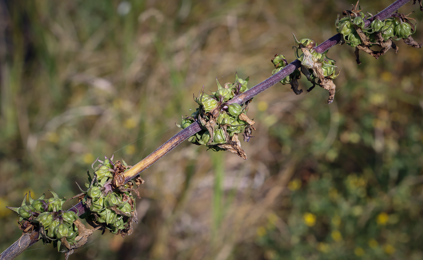 Image of Campanula bononiensis specimen.