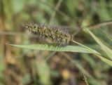 Setaria verticillata