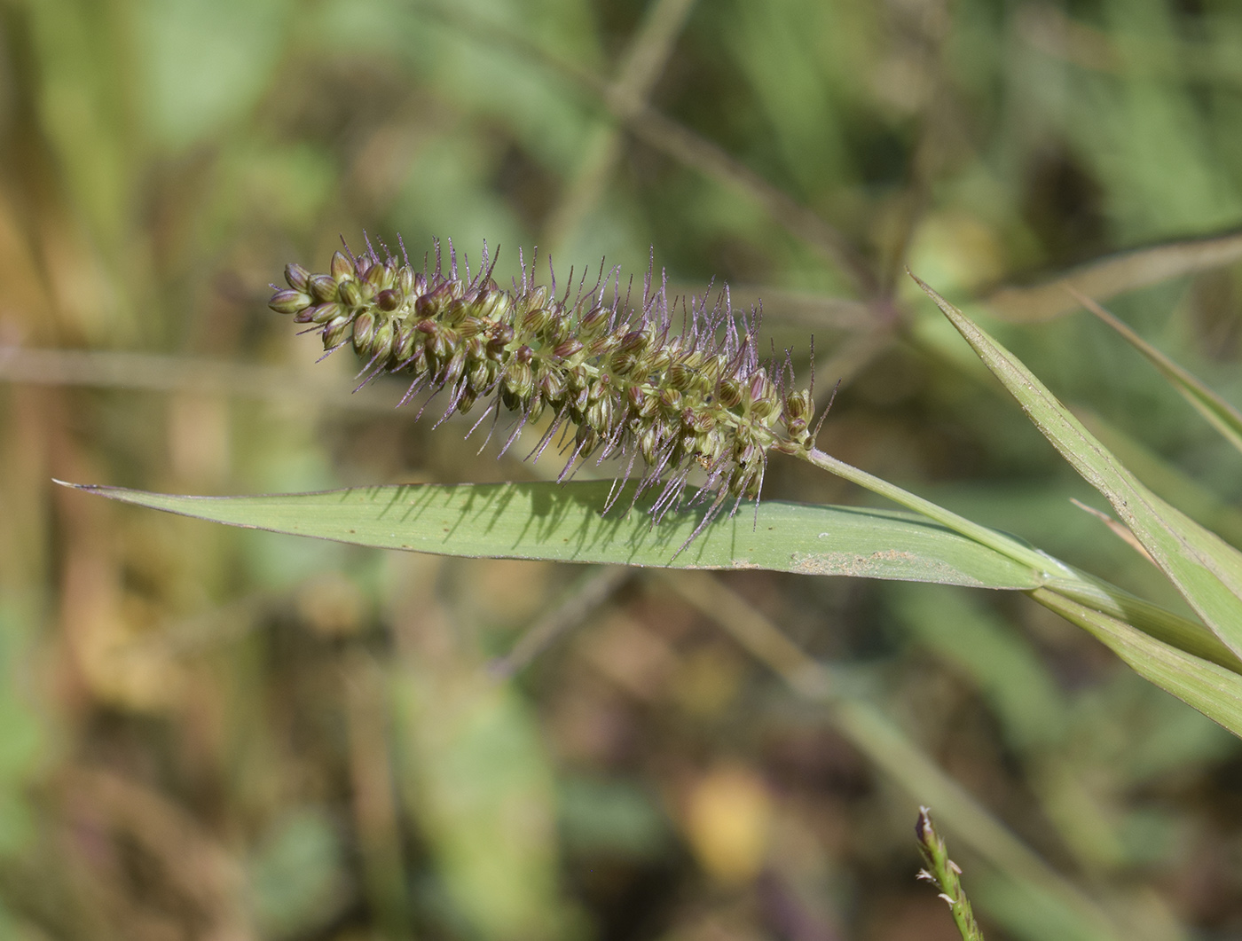 Image of Setaria verticillata specimen.