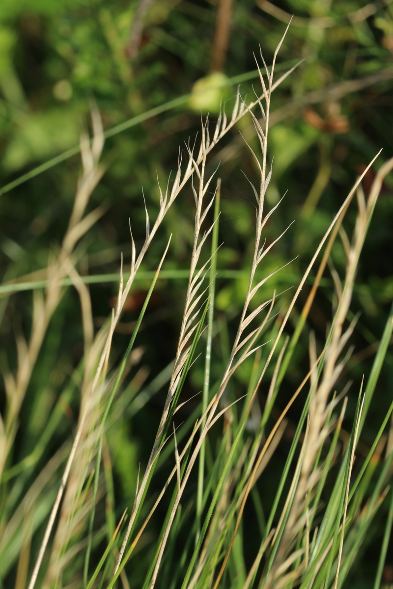 Изображение особи Nardus stricta.