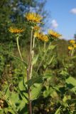 Inula helenium