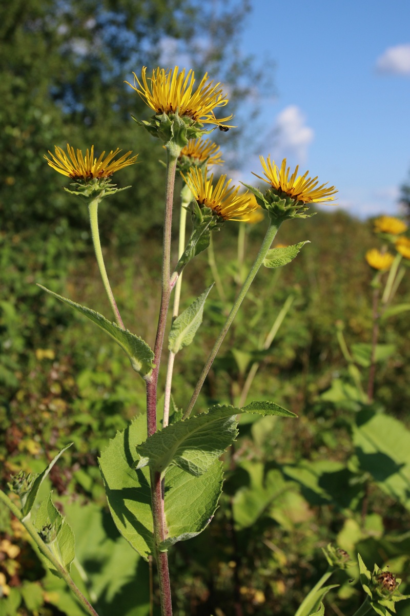 Image of Inula helenium specimen.