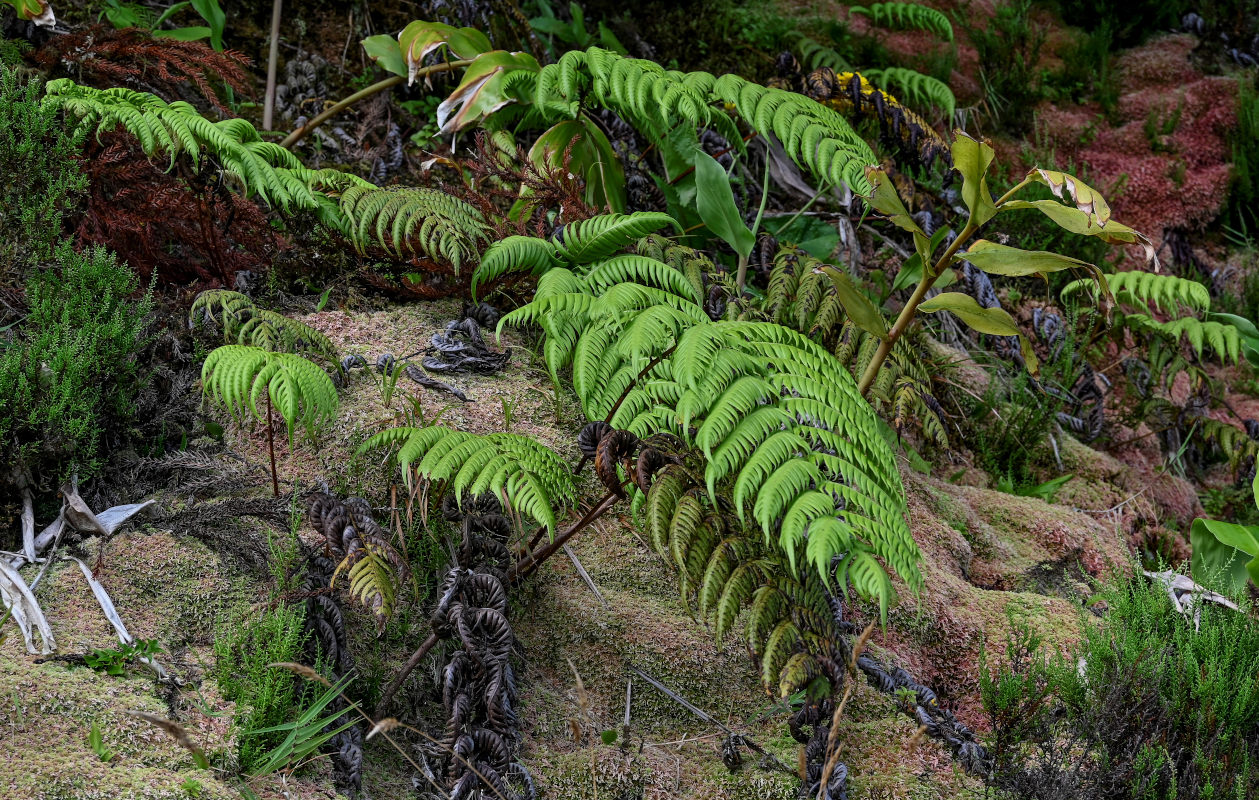Image of Woodwardia radicans specimen.