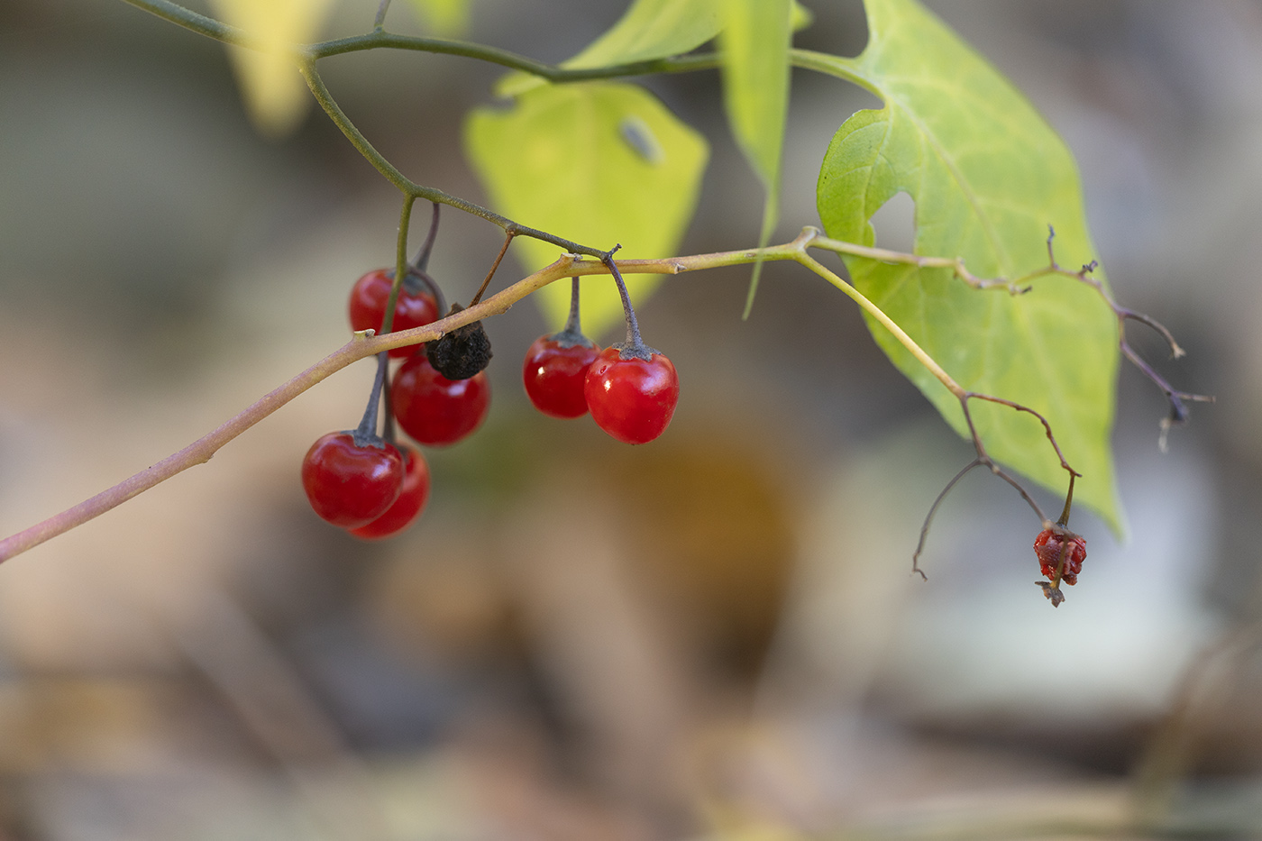 Image of Solanum kitagawae specimen.