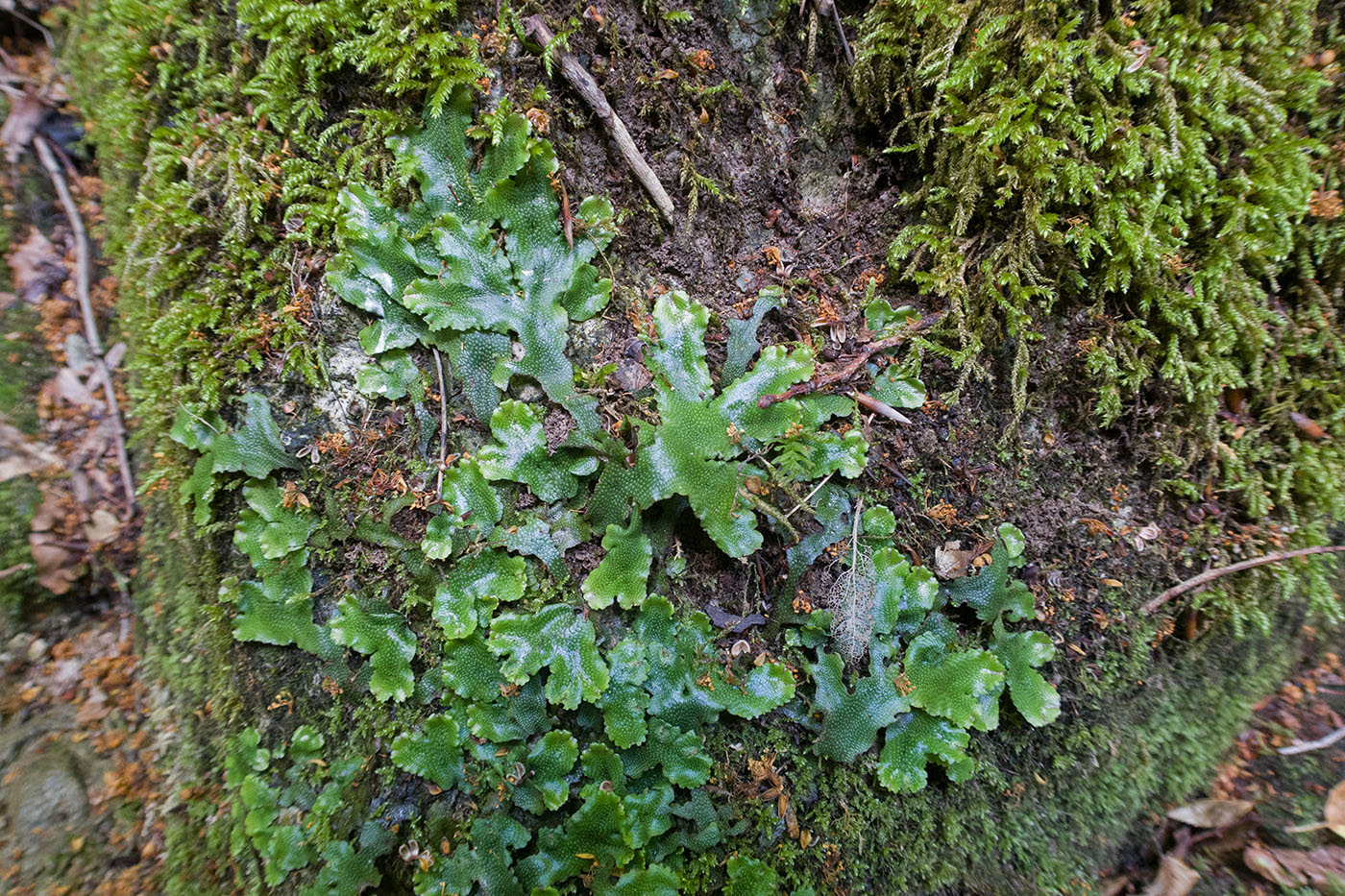 Изображение особи Marchantia polymorpha.