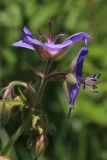 Geranium pratense. Верхушка побега с цветками. Белгородская обл., Ракитянский р-н, южная окраина хут. Петровский, дол. р. Ворсклица, балка Ротькин Лог. 2 июля 2022 г.
