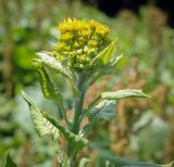 Tephroseris cladobotrys