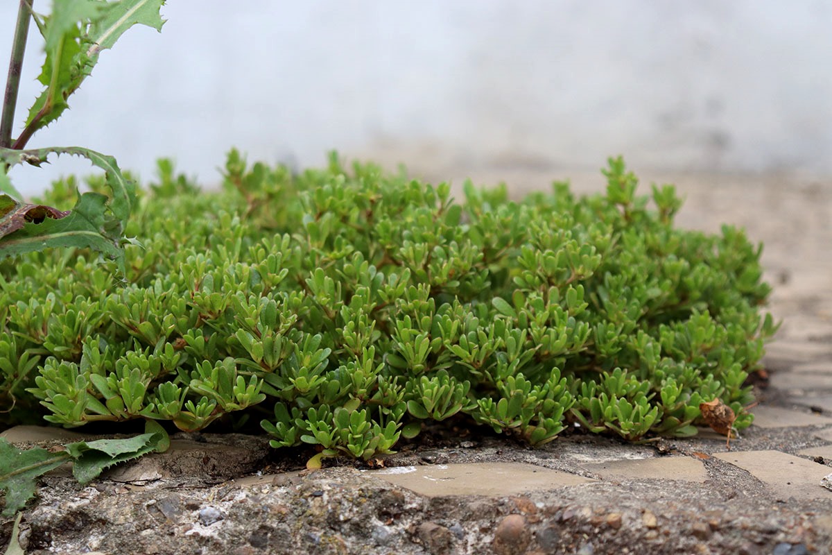 Изображение особи Portulaca oleracea.