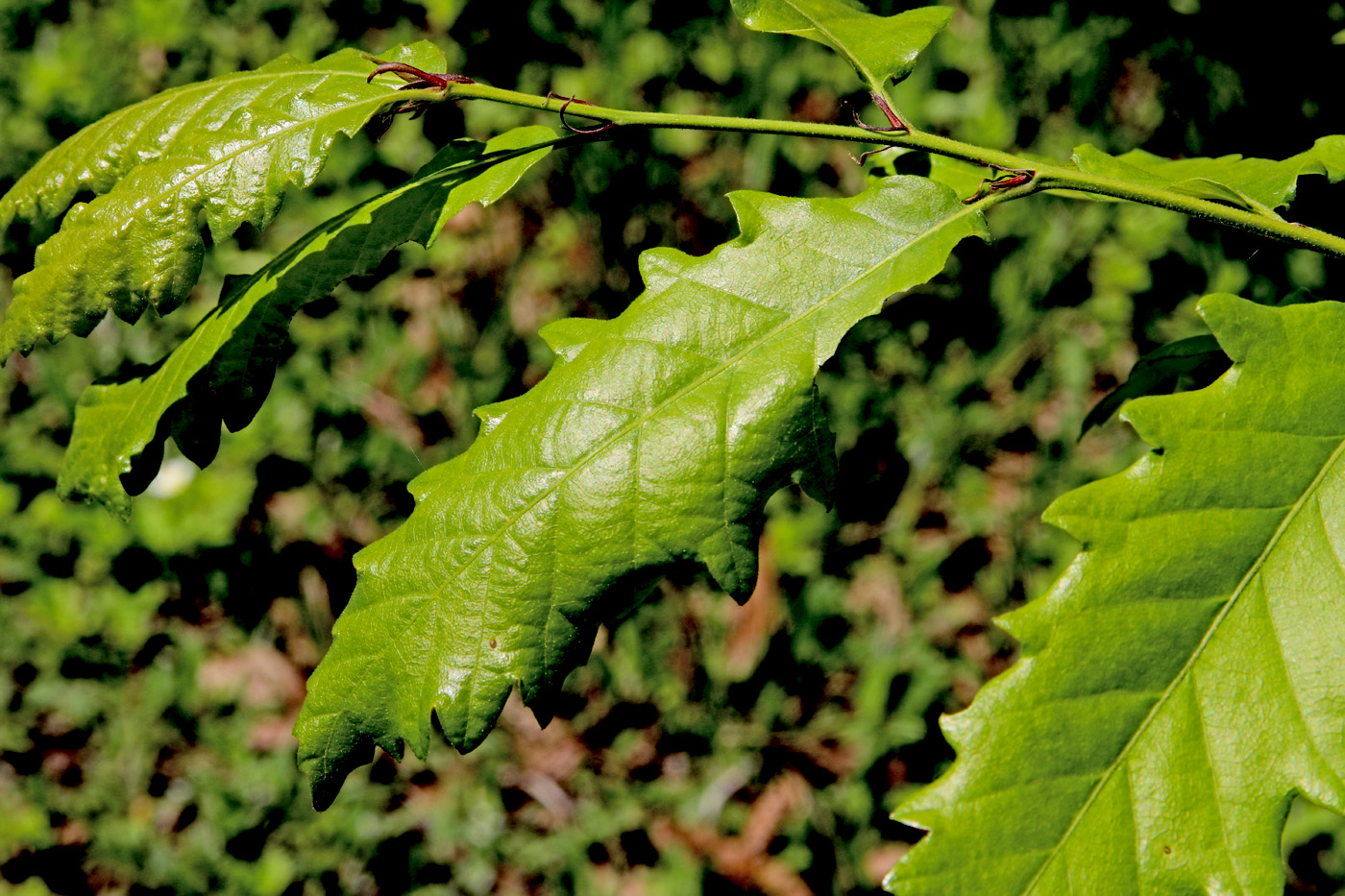Image of Quercus castaneifolia specimen.