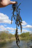 genus Fontinalis. Извлечённое из воды растение. Ленинградская обл., Гатчинский р-н, окр. пос. Пудость, р. Ижора. 21.05.2025.