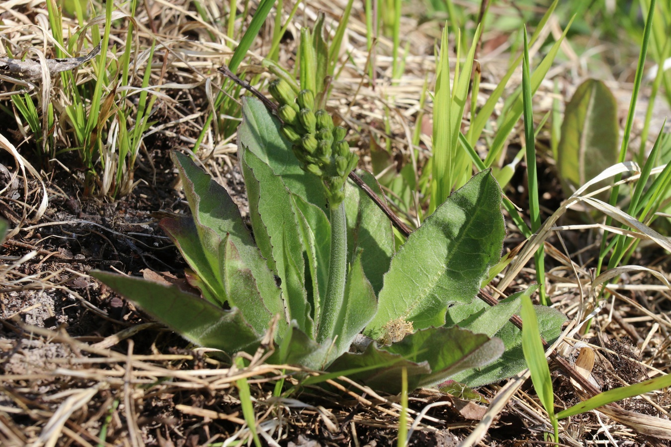 Image of Crepis praemorsa specimen.