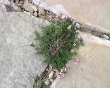 Asperula abchasica. Цветущее растение. Карачаево-Черкесия, Малокарачаевский р-н, гора Большой Бермамыт, ≈ 2590 м н.у.м., в щели между скальными плитами. 31.07.2025.