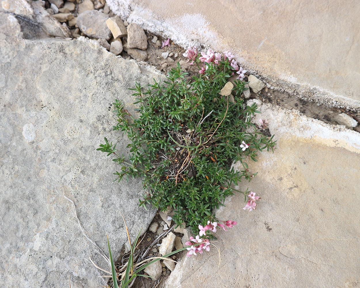 Изображение особи Asperula abchasica.