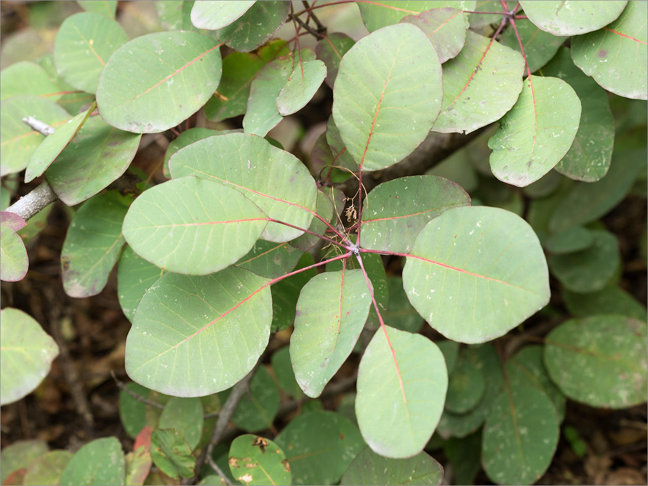 Image of Cotinus coggygria specimen.