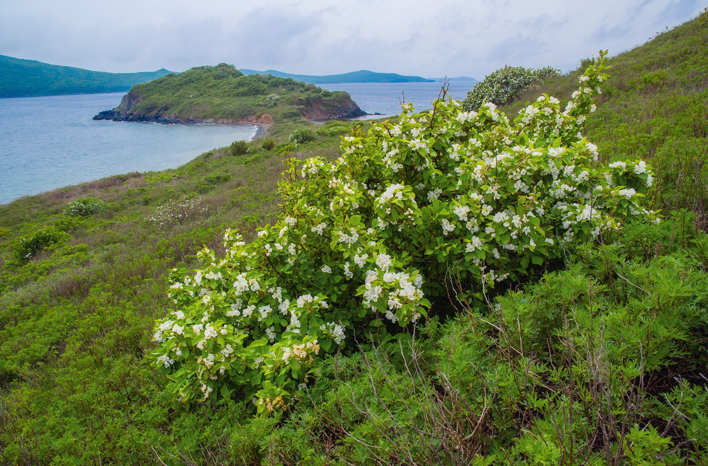 Изображение особи Malus mandshurica.