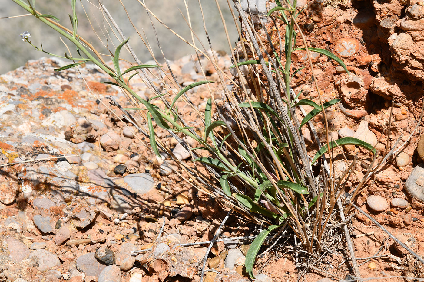 Image of Lepidium ferganense specimen.