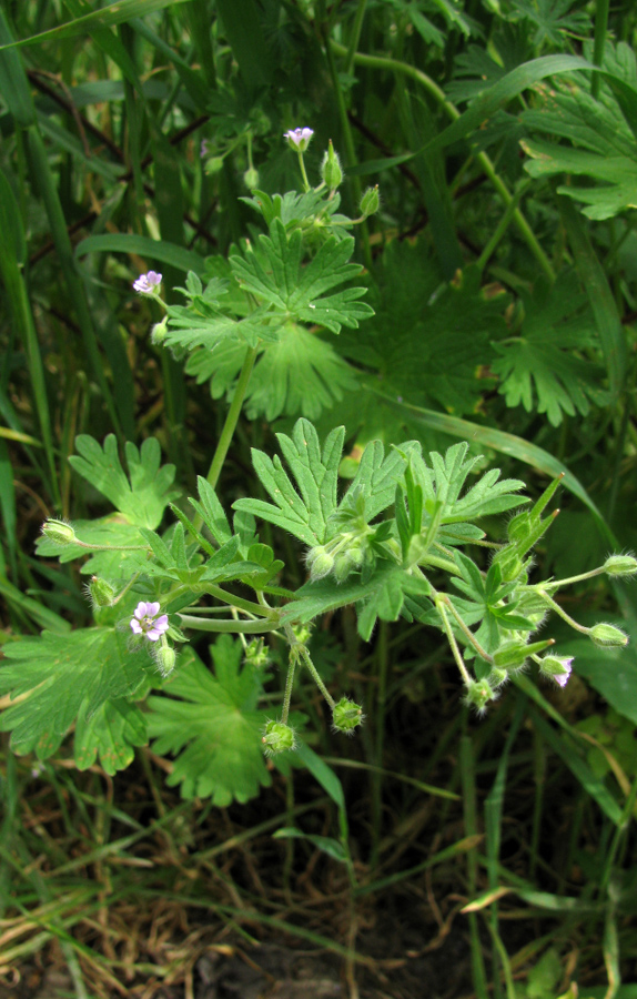 Изображение особи Geranium pusillum.