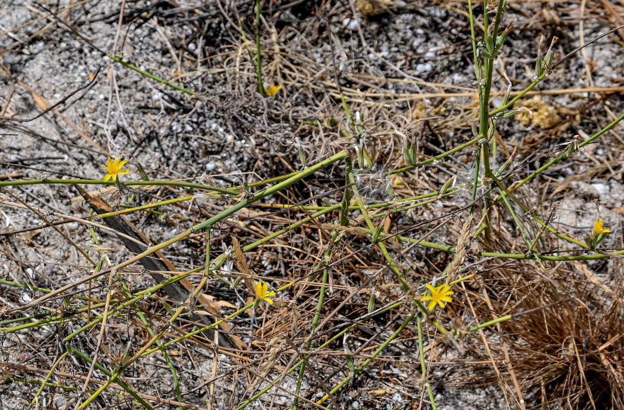 Изображение особи Chondrilla juncea.