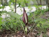 Arum elongatum. Цветущее растение. Краснодарский край, м/о город-курорт Геленджик, окр. с. Возрождение, широколиственный лес. 2 мая 2026 г.