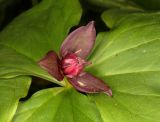 Trillium smallii. Цветок и часть листа. Санкт-Петербург, парк Ботанического сада Петра Великого БИН РАН, в культуре. 16.05.2006.