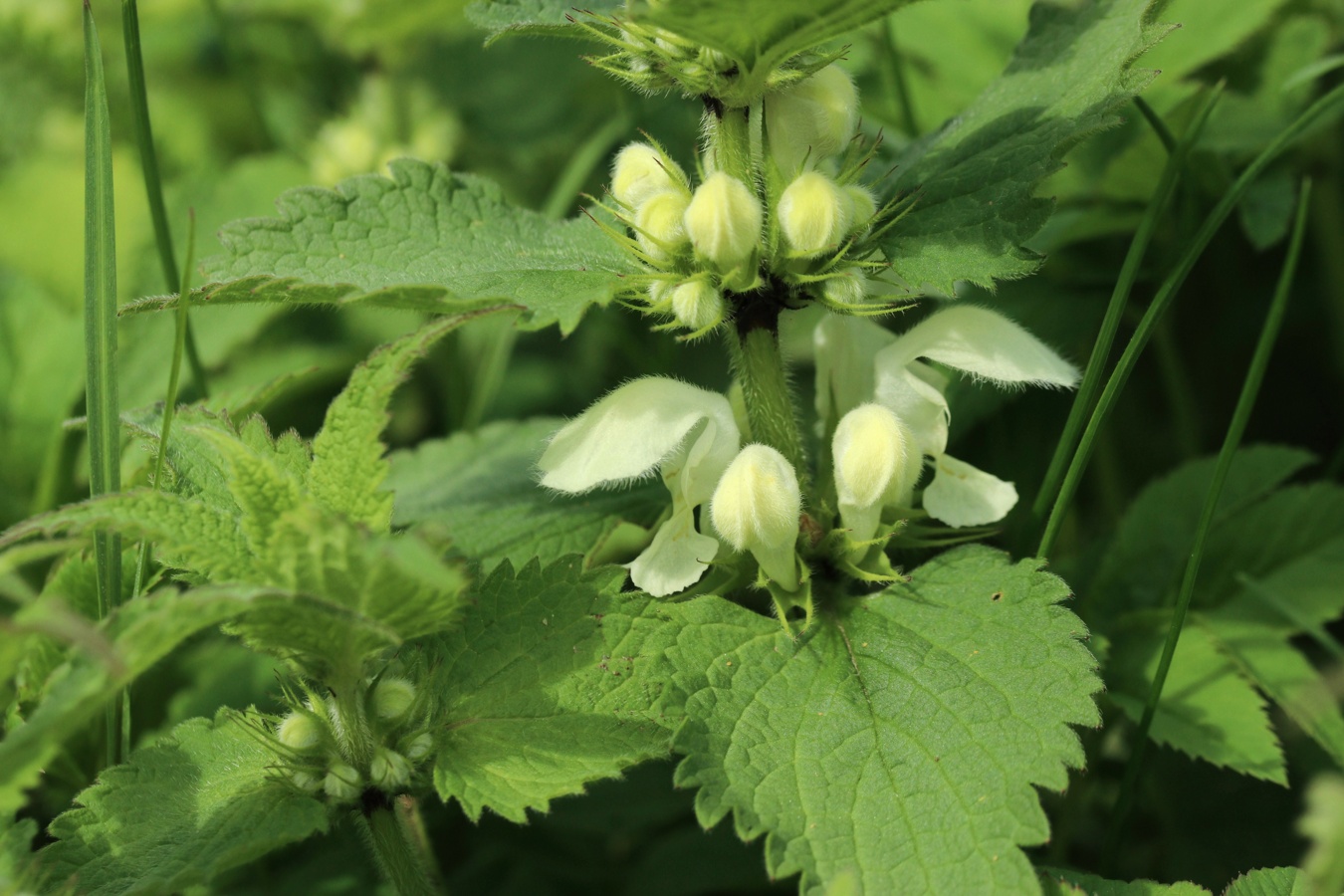 Image of Lamium album specimen.