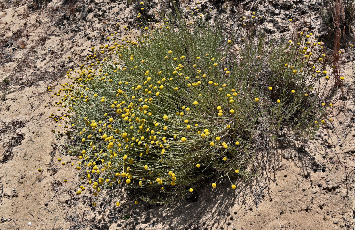 Image of genus Santolina specimen.