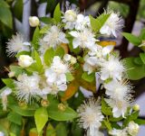 Myrtus communis. Цветущее растение. Краснодарский край, г. Сочи, мкр-н Центральный. 29.07.2026.