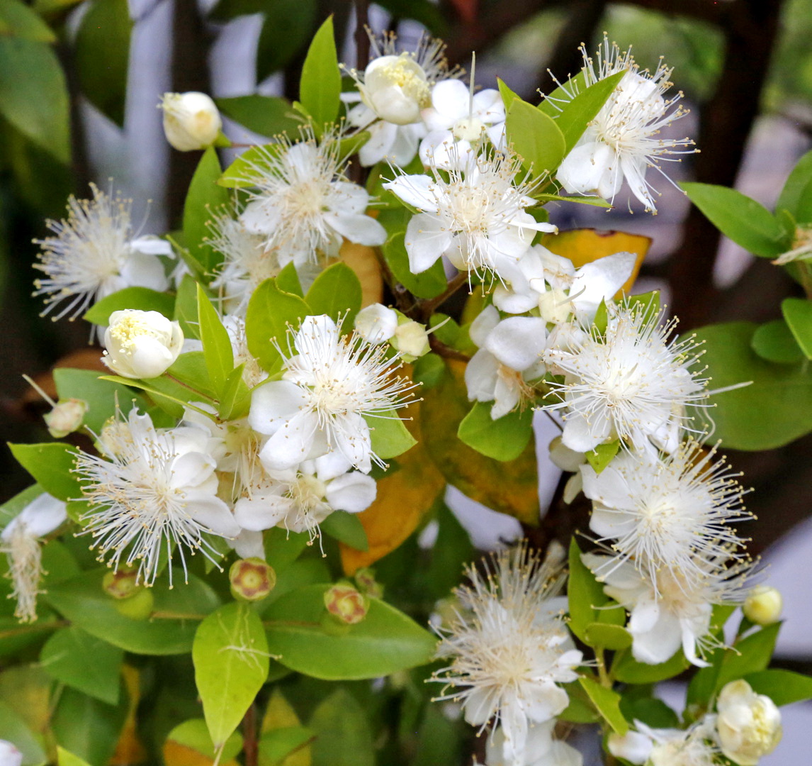 Изображение особи Myrtus communis.