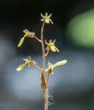 Listera nipponica