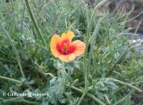 Glaucium corniculatum. Соцветие. Азербайджан, Кельбаджарский р-н, горный склон. 19.06.2026.