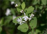 Lonicera tatarica. Верхушка побега с цветками. Татарстан, окр. с. Камское Устье, дол. р. Волга, опушка смешанного леса (с преобладанием Pinus и Betula) у края скошенного поля, разнотравно-злаковый луг. 01.06.2026.