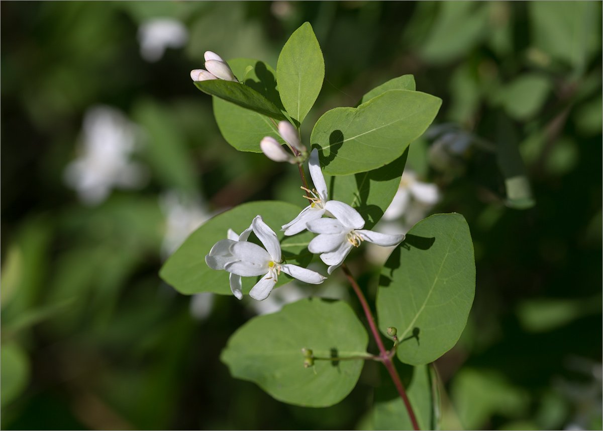 Image of Lonicera tatarica specimen.