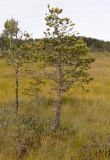 Pinus sylvestris