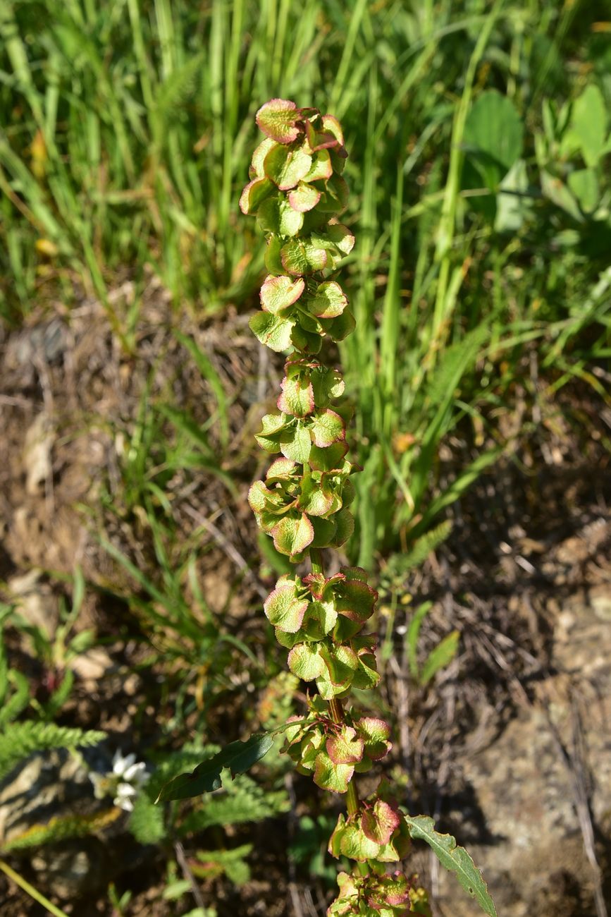 Image of genus Rumex specimen.