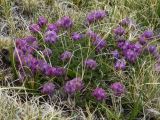 Oxytropis lapponica