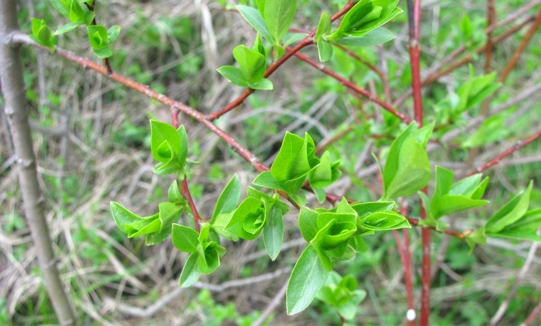 Изображение особи Salix starkeana.