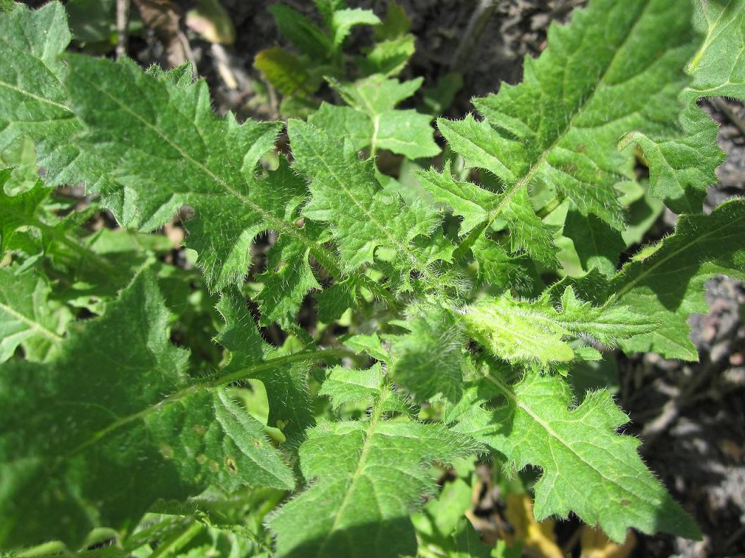 Image of Sisymbrium loeselii specimen.