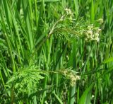 Chaerophyllum prescottii. Верхушка расцветающего растения. Окр. Архангельска, луг близ реки. 08.06.2011.