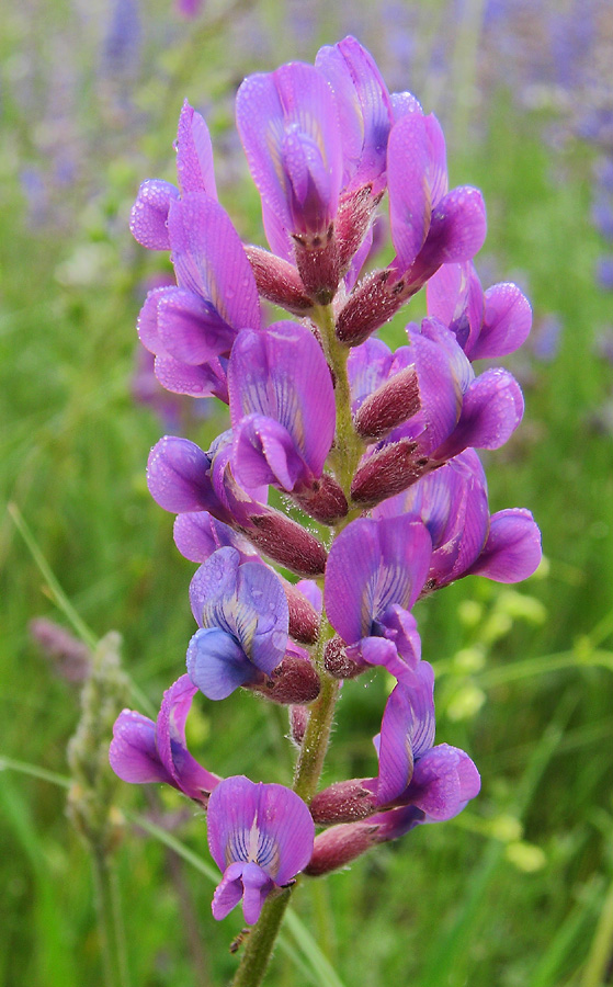 Image of Oxytropis knjazevii specimen.