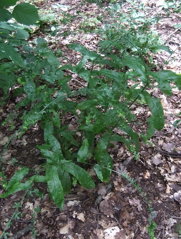 Изображение особи Cynoglossum germanicum.