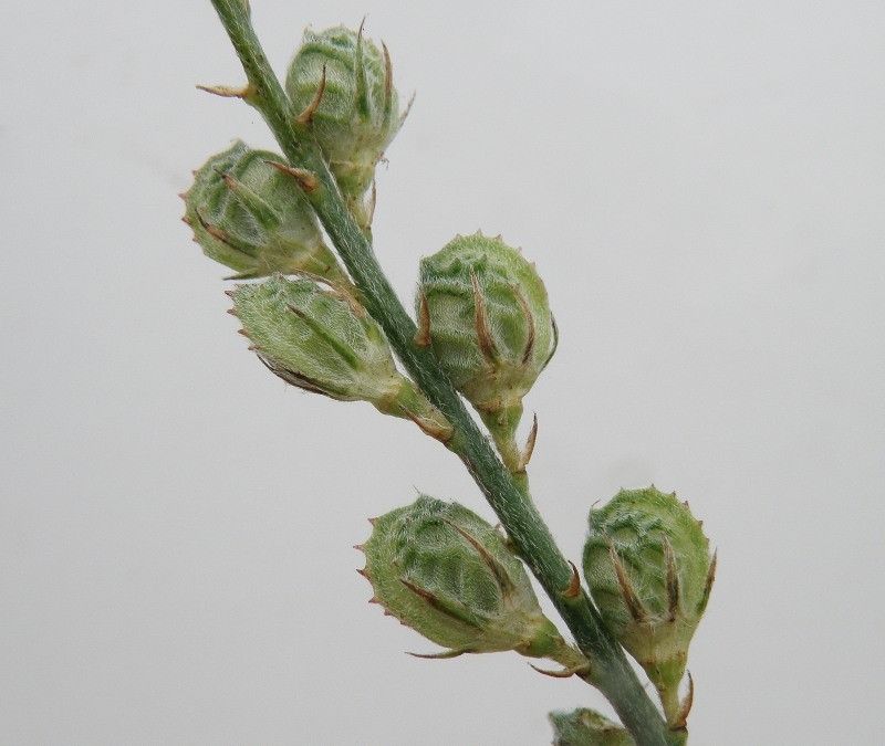 Image of Onobrychis viciifolia specimen.